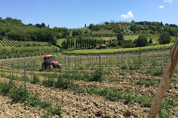 Pietro Beconcini wines in San Miniato