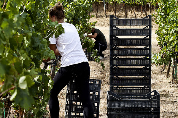 Pietro Beconcini wines in San Miniato