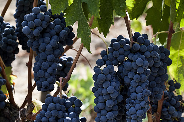 Pietro Beconcini wines in San Miniato