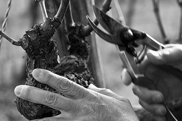 Pietro Beconcini wines in San Miniato