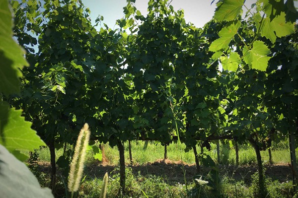 Cupelli Spumanti e vino San Miniato