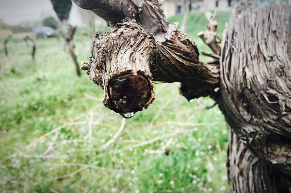 Cupelli Spumanti e vino San Miniato