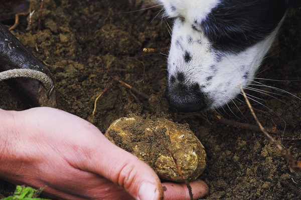 Truffle in Tuscany is truffle hunting experience in San Miniato