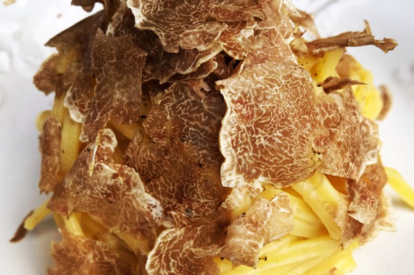 Truffle in Tuscany is truffle hunting experience in San Miniato