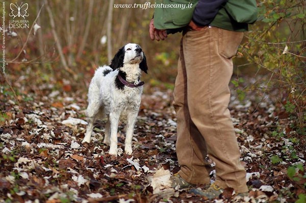 Truffle in Tuscany is truffle hunting experience in San Miniato