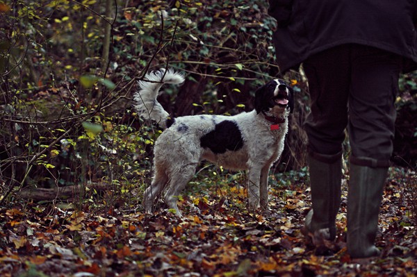 Truffle in Tuscany is truffle hunting experience in San Miniato