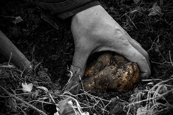 Truffle in Tuscany is truffle hunting experience in San Miniato