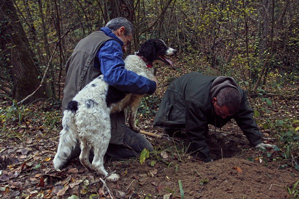 Truffle in Tuscany is truffle hunting experience in San Miniato