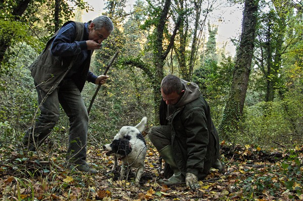 Truffle in Tuscany is truffle hunting experience in San Miniato