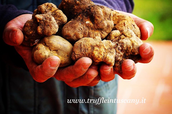 Truffle in Tuscany is truffle hunting experience in San Miniato