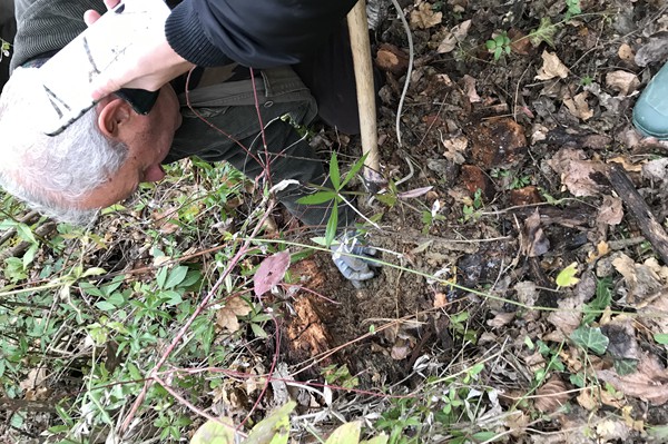 Truffle in Tuscany is truffle hunting experience in San Miniato